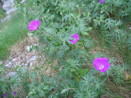 GERANIUM SYLVATICUM (GERANIO SILVANO)