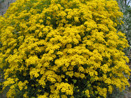 ALYSSUM ARGENTEUM (ALISSO ARGENTEO)