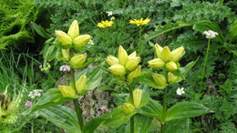 GENTIANA LUTEA (GENZIANA MAGGIORE)