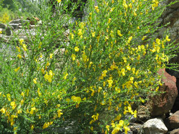 CYTISUS SCOPARIUS (GINESTRA DEI CARBOINAI)