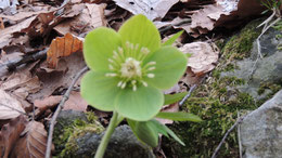 HELLEBORUS VIRIDIS (ELLEBORO VERDE)