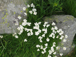 ACHILLEA MOSCHATA (CAMOMILLA)