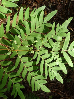 Osmunda regalis, Massif vosgien (photo ugo)