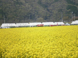 2010年4月17・18日　：　菜の花まつり前日と当日