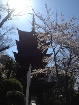 3月頃撮影:五重塔