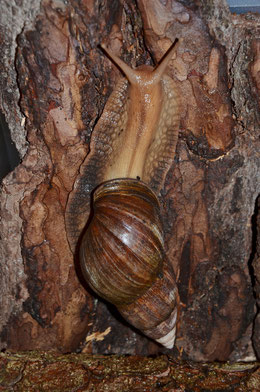 Achatina fulica