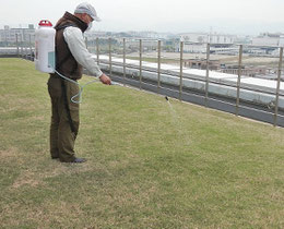 芝生用、除草剤散布中