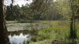 Nordic Walking achter de duinen