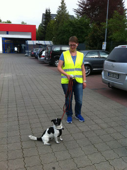 Jack Russel " Jerry " macht große Fortschritte im Sozialverhalten durch das Mantrailing!