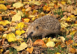 Igel im Laub. Foto: naturgucker.de/Angelika Nijhoff