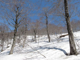 金山沢からの対岸は雪渓の上を青空の尾根へ向かって自由に進む。