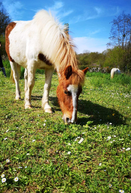 Gipsy