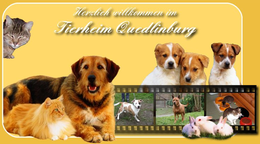 Hunde Zur Vermittlung Tierschutzverein Quedlinburg E V