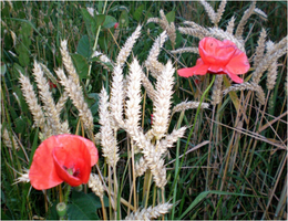 Tschechische Republik - Klatschmohn im Sommer