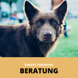 Verhaltensberatung in Hamburg – Fachkundiges Training für schwierige Hunde