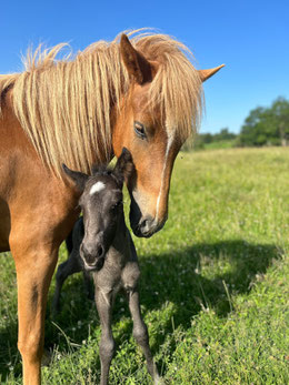 Hengst, Kristall x Fo