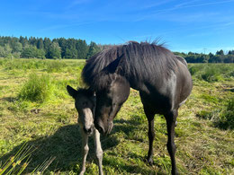 Stute, Samba x Kristall