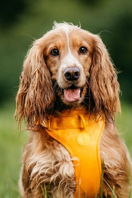 Winston, Rüde, geb. 12.22, Cocker Spaniel,  43 cm groß, 16 kg