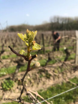 bourgeon-dans-les-vignes-de-Bourgueil-Vallee-de-la-Loire