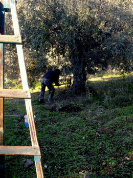 Wildtriebe und Brombeeren entfernen