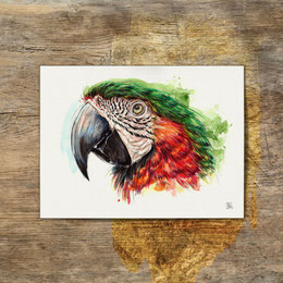 watercolor watercolour painting drawing harlequin macaw Ara Arauna chloropterus parrot | Aquarell Zeichnung Gemälde Harlekin-Ara Hybrid Ara Papagei | Sandra Mahn