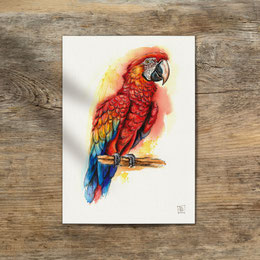 watercolor watercolour painting drawing scarlet macaw Ara macao parrot | Aquarell Zeichnung Gemälde Scharlachara Papagei | Sandra Mahn
