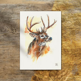 watercolor watercolour painting drawing white-tailed deer bull Odocoileus virginianus | Aquarell Zeichnung Gemälde Weißwedelhirsch hirsch | Sandra Mahn