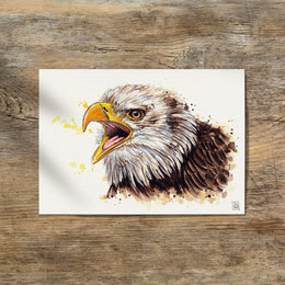 watercolor watercolour painting drawing bald eagle Haliaeetus leucocephalus | Aquarell Zeichnung Gemälde Weißkopfseeadler Adler | Sandra Mahn