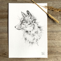 pencil drawing painting sketch red fox Vulpes vulpes | Bleistiftzeichnung Bleistift Zeichnung Skizze Rotfuchs Fuchs | Sandra Mahn