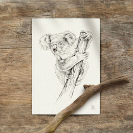 pencil drawing painting sketch koala bear Phascolarctos cinereus | Bleistiftzeichnung Bleistift Zeichnung Skizze Koala Koalabär | Sandra Mahn
