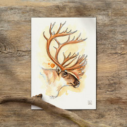 watercolor watercolour painting drawing caribou reindeer bull Rangifer tarandus | Aquarell Zeichnung Gemälde Karibu Rentier Ren | Sandra Mahn