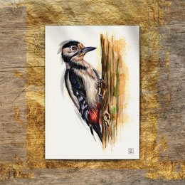 watercolor watercolour painting drawing great spotted woodpecker Dendrocopos major Picoides major | Aquarell Zeichnung Gemälde Specht Buntspecht | Sandra Mahn