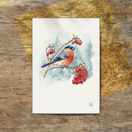 watercolor watercolour painting drawing eurasian bullfinch Pyrrhula pyrrhula | Aquarell Zeichnung Gemälde Gimpel Dompfaff | Sandra Mahn