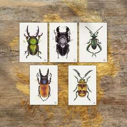 watercolor watercolour painting drawing stag leaf beetle bug | Aquarell Zeichnung Gemälde Käfer Hirschkäfer Blattkäfer | Sandra Mahn