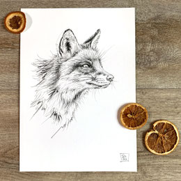 pencil drawing painting sketch red fox Vulpes vulpes | Bleistiftzeichnung Bleistift Zeichnung Skizze Rotfuchs Fuchs | Sandra Mahn