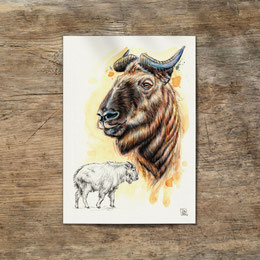 watercolor watercolour painting drawing mishmi takin Budorcas taxicolor | Aquarell Zeichnung Gemälde Mishmi-Takin | Sandra Mahn