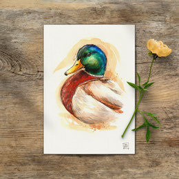 watercolor watercolour painting drawing mallard male wild duck drake Anas platyrhynchos | Aquarell Zeichnung Gemälde Stockente männliche Ente Erpel | Sandra Mahn