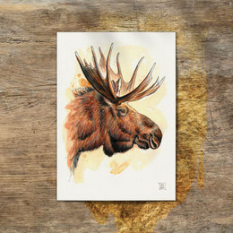 watercolor watercolour painting drawing moose elk deer bull Alces alces | Aquarell Zeichnung Gemälde Elch Elchbulle | Sandra Mahn