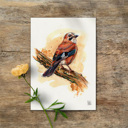 watercolor watercolour painting drawing eurasian jay Garrulus glandarius | Aquarell Zeichnung Gemälde Eichelhäher | Sandra Mahn