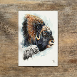 watercolor watercolour painting drawing muskox musk ox ovibos moschatus | Aquarell Zeichnung Gemälde Moschusochse | Sandra Mahn