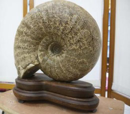 化石 アンモナイト 台付 約8kg 北海道 札幌市手稲区