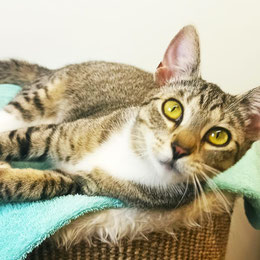 Maris – junge, liebevolle Katze sucht gemeinsam mit Schwester Bambi ein Zuhause mit Freigang