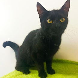 Bambi – junge Katze sucht Zuhause mit Schwester Maris