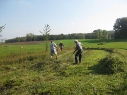 Grünland/ Feuchtwiese, LBV Grundstück  (c)Heinrich Beigel