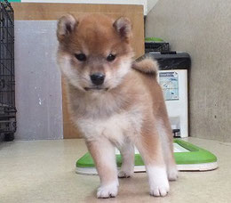 柴子犬の画像