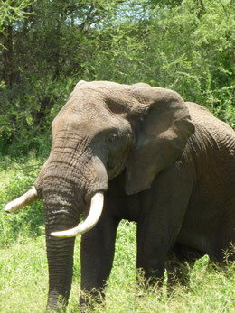 Klimawandel-Report; Afrikanische Elefanten finden nicht mehr genügend Nahrung und unternehmen weite Wanderungen