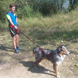 Mon copain, Capone et son harnais zero dc faster.