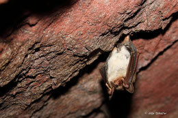 Fledermaus überwintert in einer Höhle. Foto: NABU/Otto Schäfer