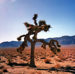 Anton Corbijn entdeckte den einsamen Joshua Tree weit entfernt vom gleichnamigen Nationalpark (Foto von 1994)