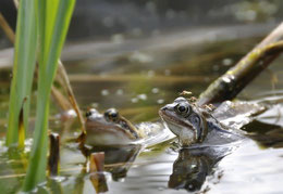 Frösche, Frosch, Mücken, Mücke, Mückenstiche, Stechmücken, Insekten